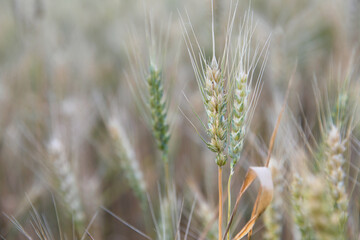 The ripening wheat in the summer wheat field