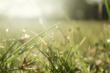 dew on grass