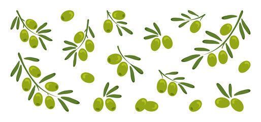 Green vector olives, branch olives with leaves isolated on white background. Nature and food illustration