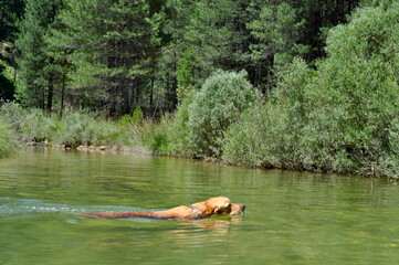 Fototapeta na wymiar Golden retriever nadando en rio