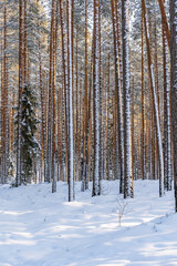 Sunny Winter Day in Pine Tree Forest, Abstract Background