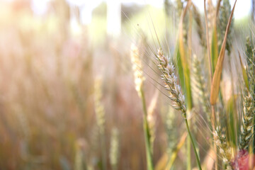 The ripening wheat in the summer outdoor field