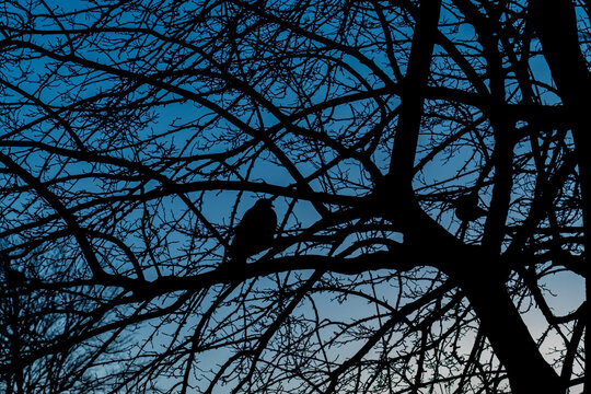 bird in a tree