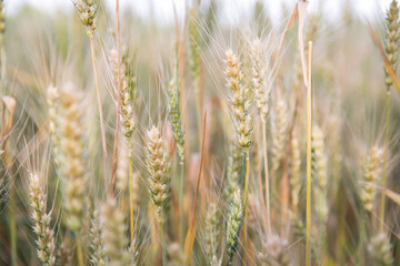 Wheat ripening in summer in northern China