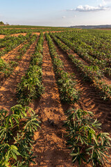 Fototapeta na wymiar cassava or manioc plant on field in Brazi