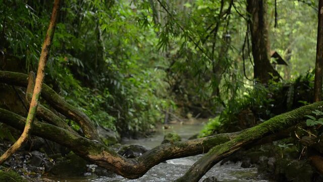 Greenery landscape with small creek in the jungle during rainy season. Moss covered the trunk of a tree fell on water stream that slowly flows over the rocks through green plants in tropical forest. 