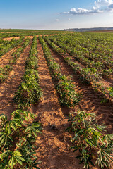 Fototapeta na wymiar cassava or manioc plant on field in Brazi