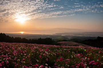 長崎県諫早市　早朝の高原に咲く秋桜　白木峰高原