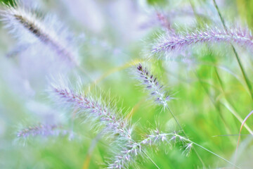 Bokeh shot of wild ornamental grass