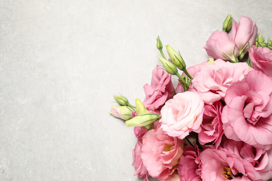 Beautiful bouquet of pink Eustoma flowers on light grey background, top view. Space for text