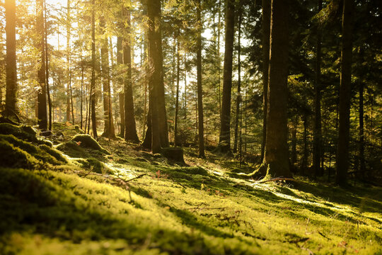 Coucher de soleil dans la forêt. Bois durant l'automne. Clairière de pins Auvergne, France et en Europe.	