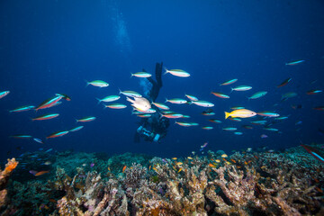 Fototapeta na wymiar A Diver swims near Healthy and colorful coral and fish on the Great Barrier Reef