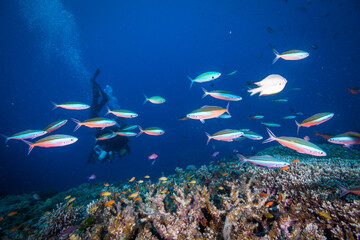 A Diver swims near Healthy and colorful coral and fish on the Great Barrier Reef