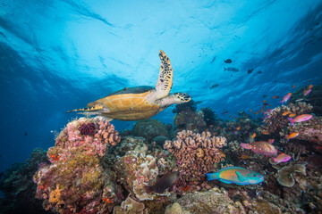 Fototapeta na wymiar A sea turtle swims over colorful coral and fish on the reef