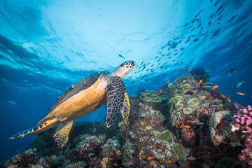 Naklejka na ściany i meble A sea turtle swims over colorful coral and fish on the reef