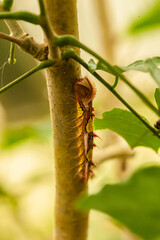 Beautiful butterflies and flowers from Costa Rica