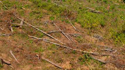 Former pine forest that has just been cut down for replanting. Keeping the forest trees there can...