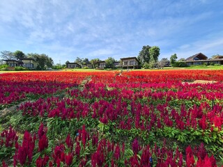 field of tulips