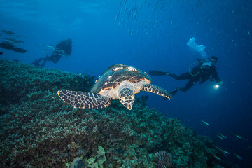A Diver swims near a Sea Turtle on the reef