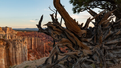 Morning light shines on the red cliffs across the canyon while the upturned gnarled roots of a large fallen tree are still in shadow.