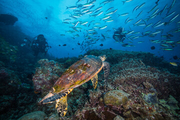 Fototapeta na wymiar A Diver swims near a Sea Turtle on the reef