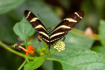 Obraz na płótnie Canvas Beautiful butterflies and flowers from Costa Rica