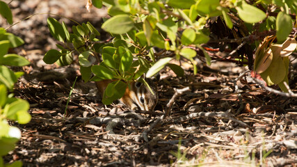 Naklejka na ściany i meble A Uinta chipmunk forages for fallen seeds or berries in the shade of low growing manzanita bushes in Southern Utah. 