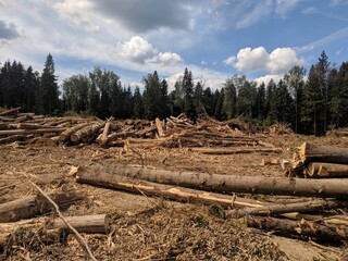 stack of logs