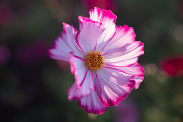 Obraz premium 長崎県諫早市 早朝の高原に咲く秋桜 白木峰高原