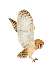 Foto op Plexiglas Beautiful common barn owl flying on white background © New Africa
