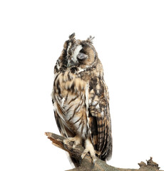 Beautiful eagle owl on twig against white background. Predatory bird