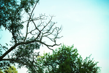 Tree with twisted branches against sky, space for text. Fantasy setting