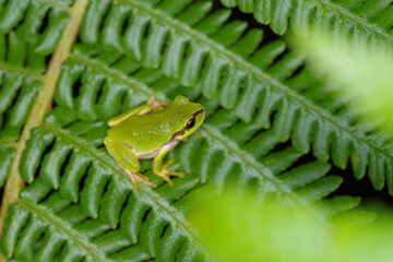 Tree frog standing on a fern