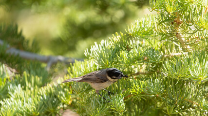 A Mountain Chickadee turns it's head as it searches for more green caterpillars to add to the collection in it's beak as it hops around in a pine tree.