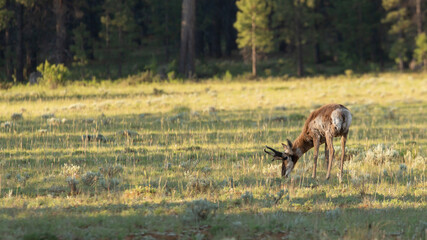 A male pronghorn antelope grazes in the morning sun in an open field with pine trees in the distance. 
