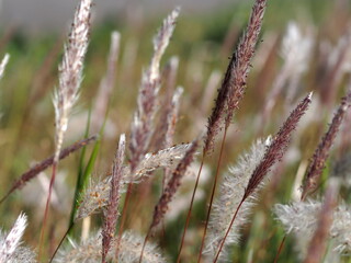 チガヤの花のアップ