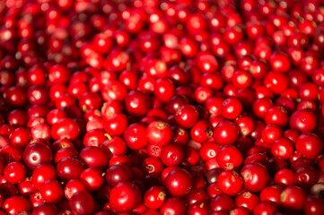 Texture of ripe red berries lingonberry
