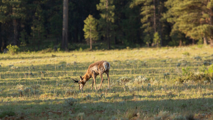 A male pronghorn antelope grazes in an open meadow in early morning sunshine with pine trees in the background.