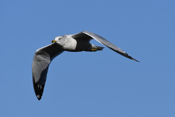 Ring-billed Gull flying under a blue sky