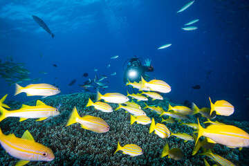 A Diver swims near Healthy and colorful coral and fish on the Great Barrier Reef