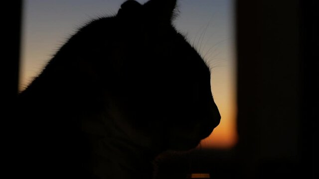 Domestic Cat Silhouette On Window During Sunset. - close up shot
