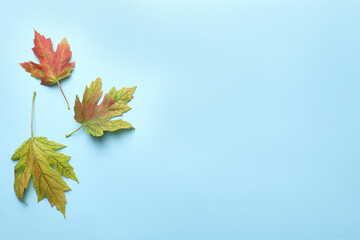 Naklejka na ściany i meble Colorful autumn leaves on light blue background, flat lay. Space for text
