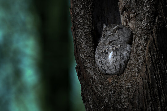 Eastern Screech Owl seeping in a hollow trunk