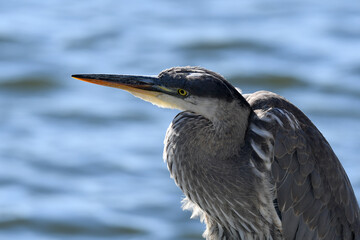 Closeup of a Great Blue Heron