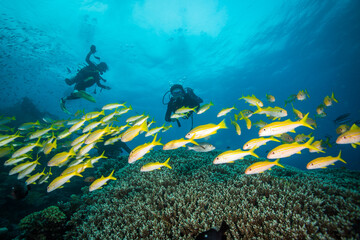 A Diver swims near a school of Yellow Striped snapper on the reef