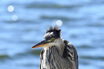 Closeup of a Great Blue Heron