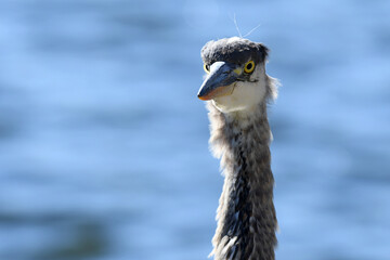 Closeup of a Great Blue Heron