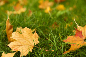 Naklejka na ściany i meble Fallen leaves on green grass in park on autumn day, closeup