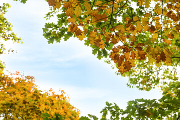Beautiful trees with bright leaves against sky on autumn day
