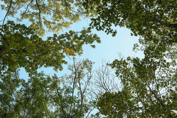 Beautiful trees with bright leaves against sky on autumn day, low angle view